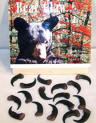 24 Bulk Sythentic Grizzly Bear Claw Brown Bears Black Animal Claws Lot New Items