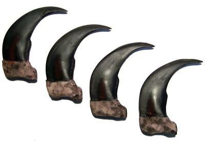 10 Model 2 In Grizzly Bear Claws Scary Imitation Big Claw Wild Animals New