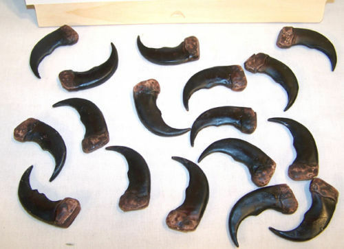 36 Bulk Replica Grizzly Bear Claws Bears Animals Crafts Jewelry Making Supplies